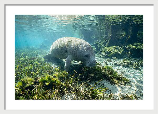 Gentle Giant In Crystal Waters