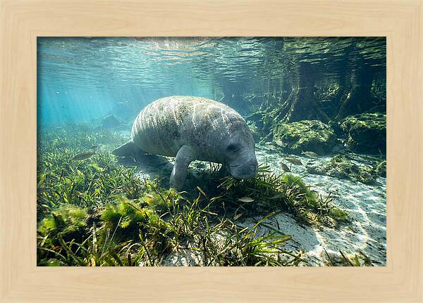 Gentle Giant In Crystal Waters