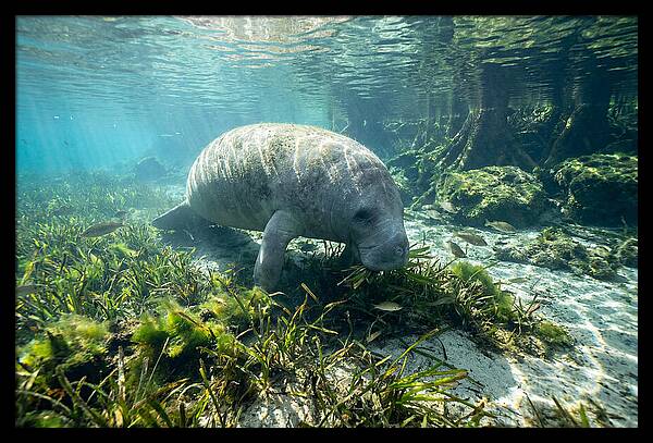 Gentle Giant In Crystal Waters