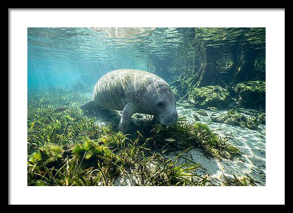 Gentle Giant In Crystal Waters