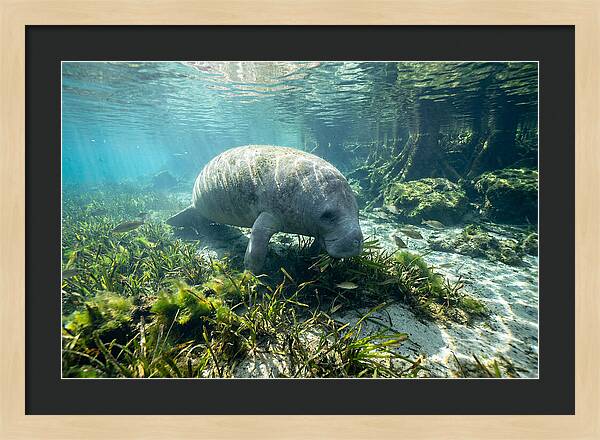 Gentle Giant In Crystal Waters
