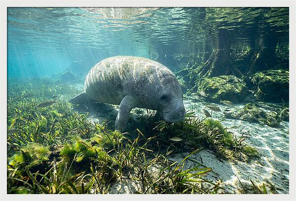 Gentle Giant In Crystal Waters