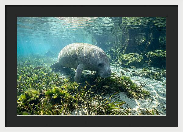 Gentle Giant In Crystal Waters
