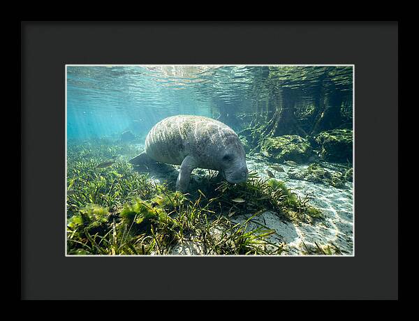 Gentle Giant In Crystal Waters