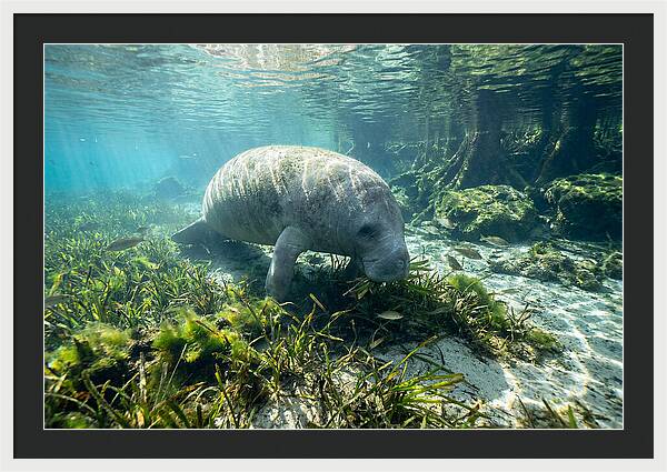 Gentle Giant In Crystal Waters