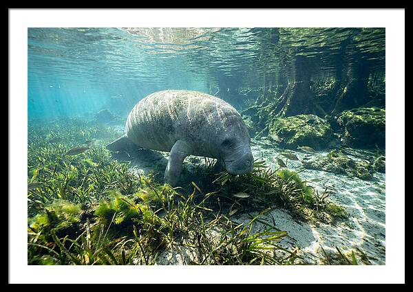 Gentle Giant In Crystal Waters