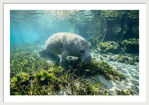 Gentle Giant In Crystal Waters