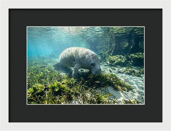 Gentle Giant In Crystal Waters