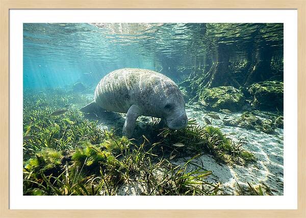 Gentle Giant In Crystal Waters