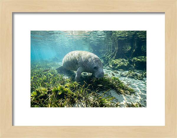 Gentle Giant In Crystal Waters