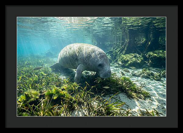 Gentle Giant In Crystal Waters