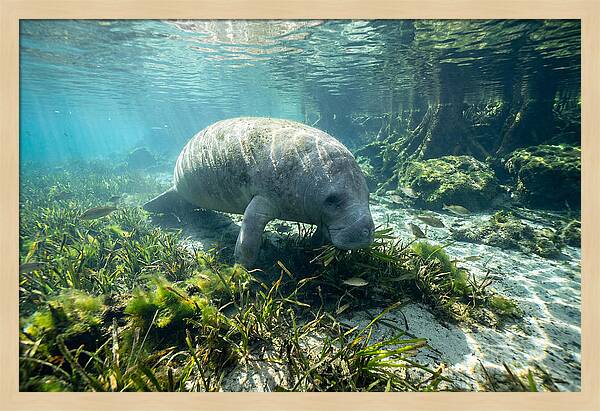 Gentle Giant In Crystal Waters