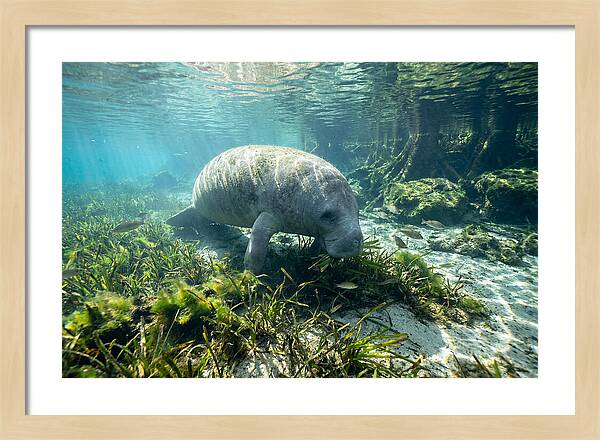 Gentle Giant In Crystal Waters