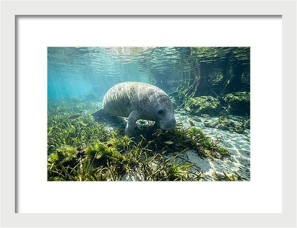 Gentle Giant In Crystal Waters