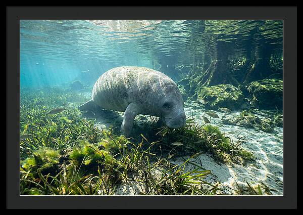 Gentle Giant In Crystal Waters