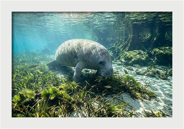 Gentle Giant In Crystal Waters