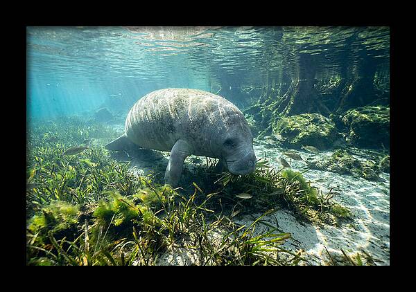 Gentle Giant In Crystal Waters