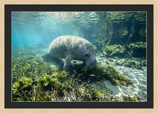 Gentle Giant In Crystal Waters