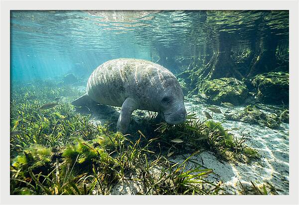Gentle Giant In Crystal Waters