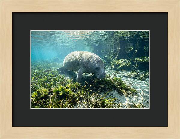 Gentle Giant In Crystal Waters