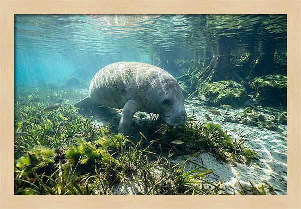 Gentle Giant In Crystal Waters