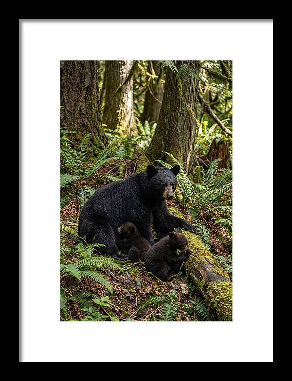 Gentle Giants Of The Forest