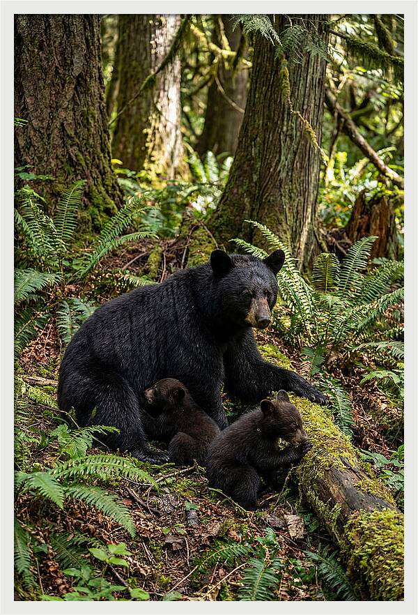Gentle Giants Of The Forest