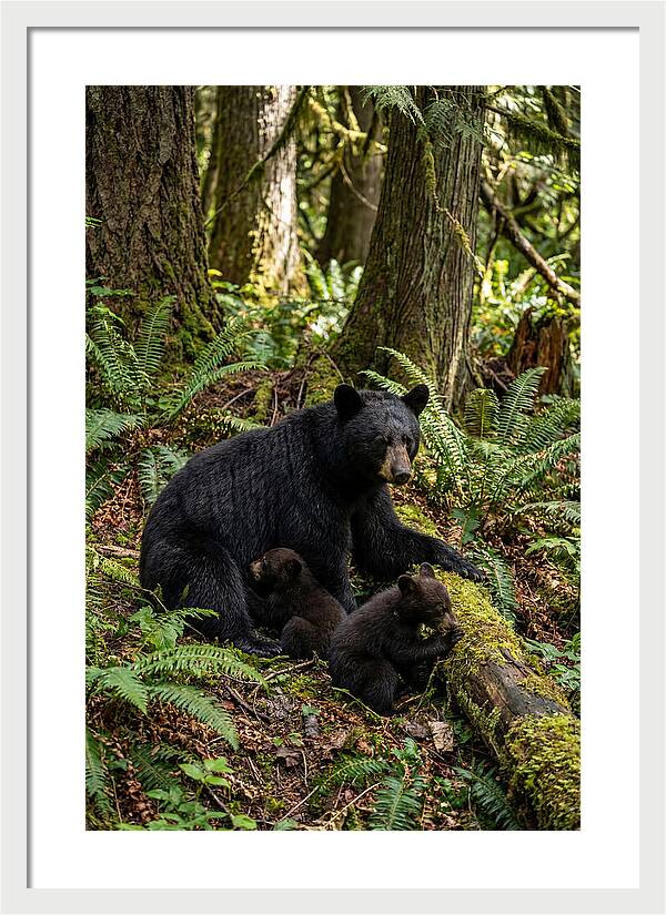 Gentle Giants Of The Forest