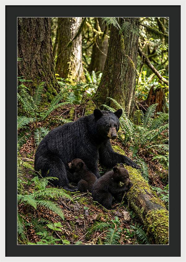 Gentle Giants Of The Forest