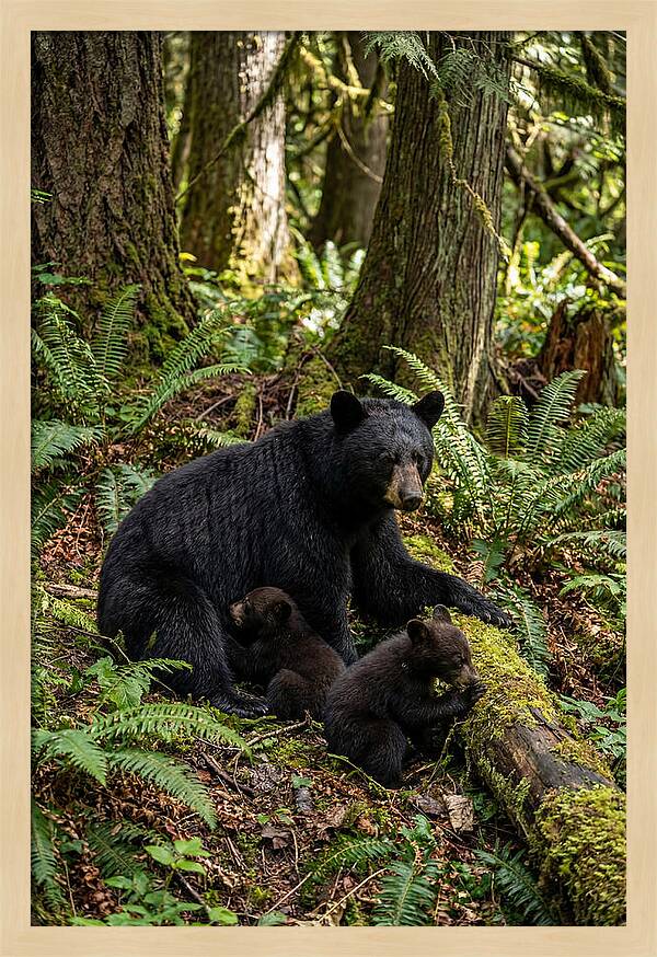 Gentle Giants Of The Forest