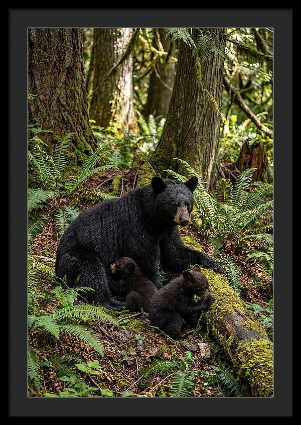 Gentle Giants Of The Forest