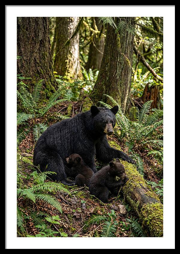 Gentle Giants Of The Forest