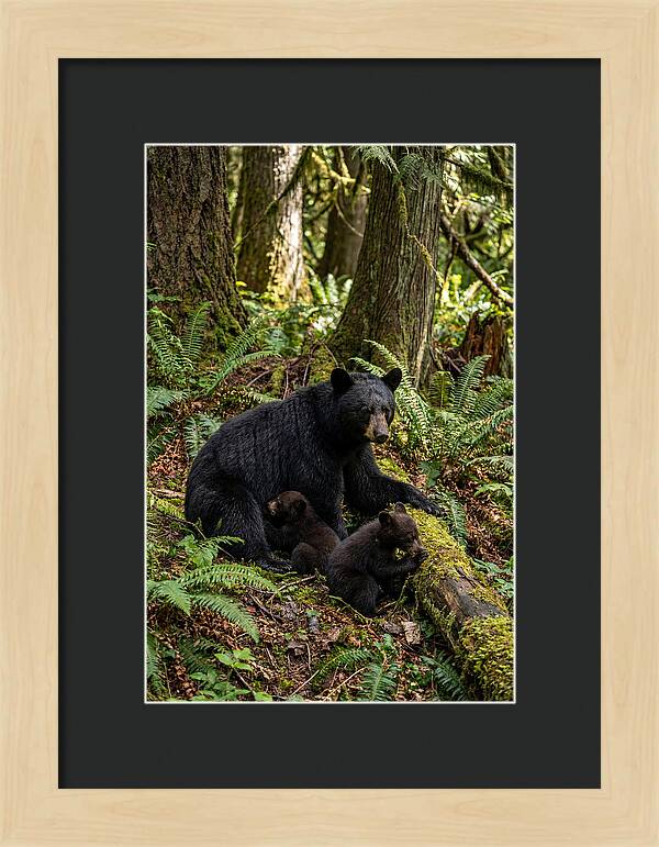 Gentle Giants Of The Forest