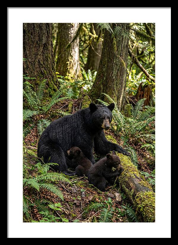 Gentle Giants Of The Forest