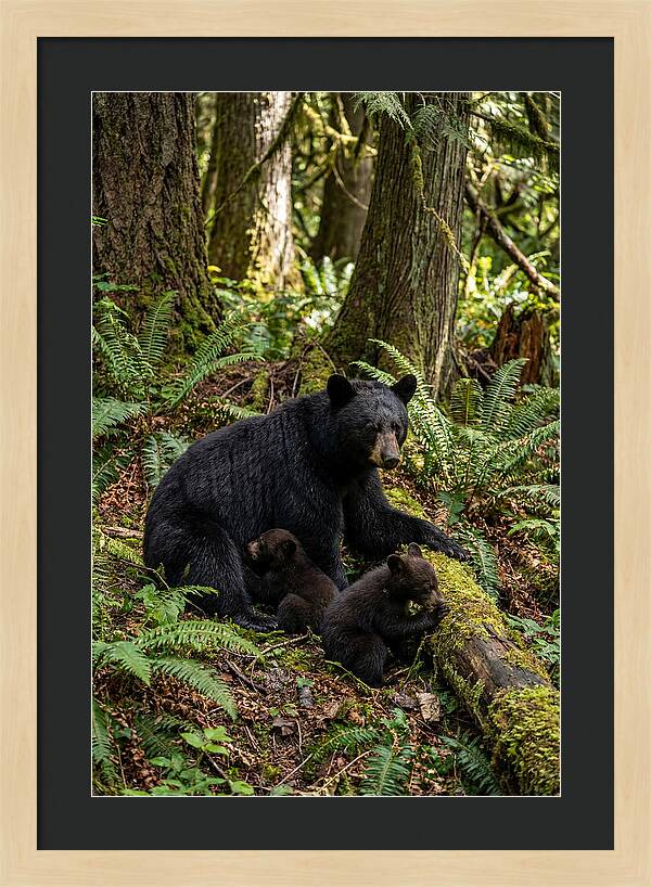 Gentle Giants Of The Forest