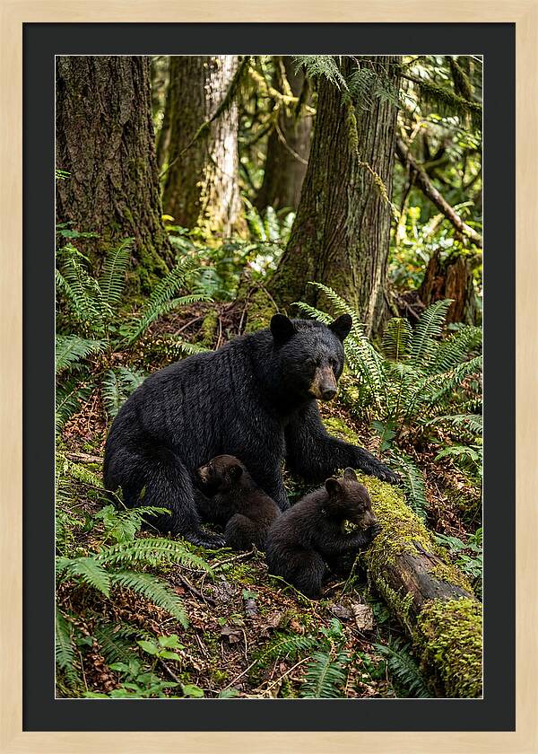 Gentle Giants Of The Forest