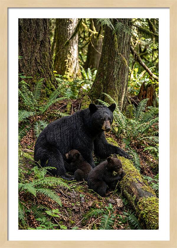 Gentle Giants Of The Forest