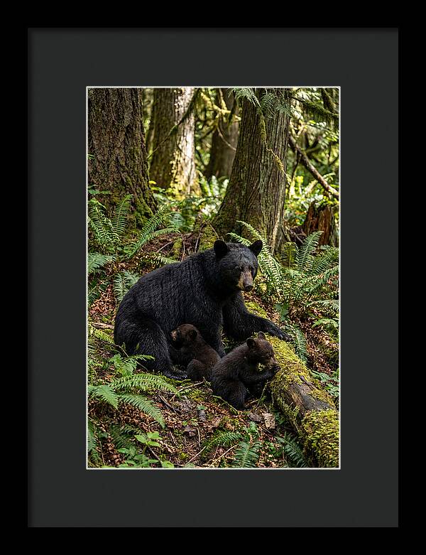 Gentle Giants Of The Forest