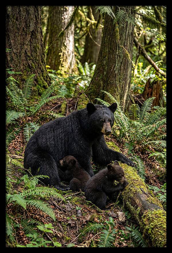 Gentle Giants Of The Forest