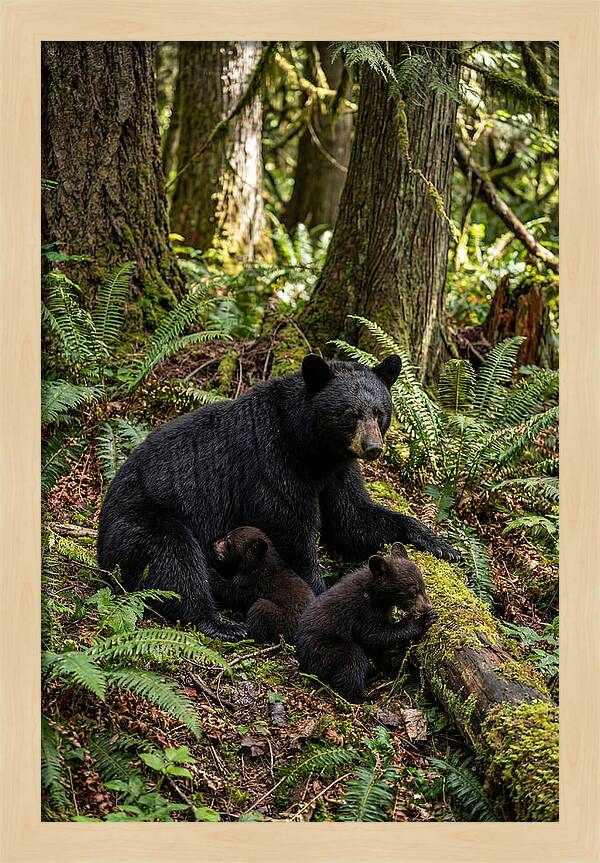 Gentle Giants Of The Forest
