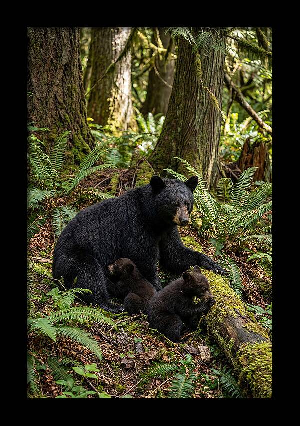 Gentle Giants Of The Forest