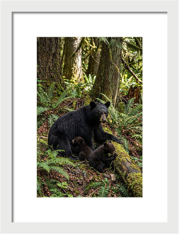 Gentle Giants Of The Forest