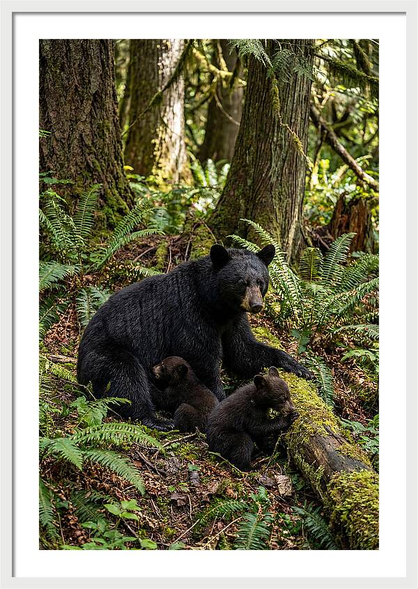 Gentle Giants Of The Forest