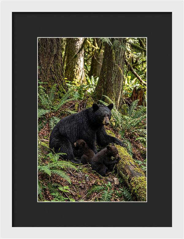 Gentle Giants Of The Forest