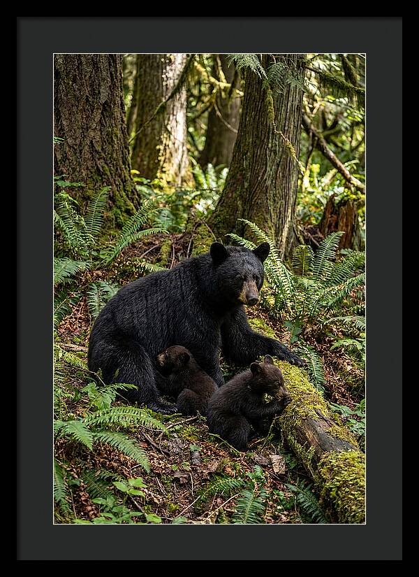 Gentle Giants Of The Forest