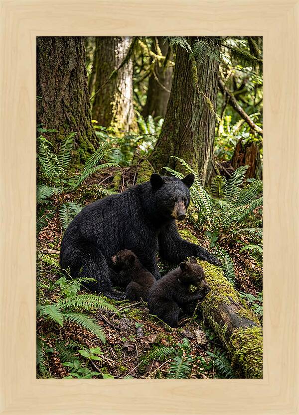 Gentle Giants Of The Forest