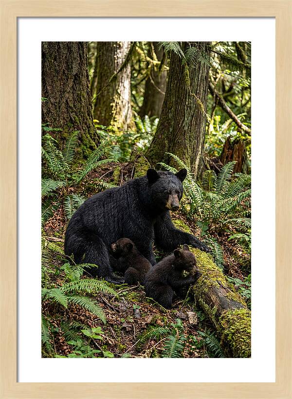 Gentle Giants Of The Forest