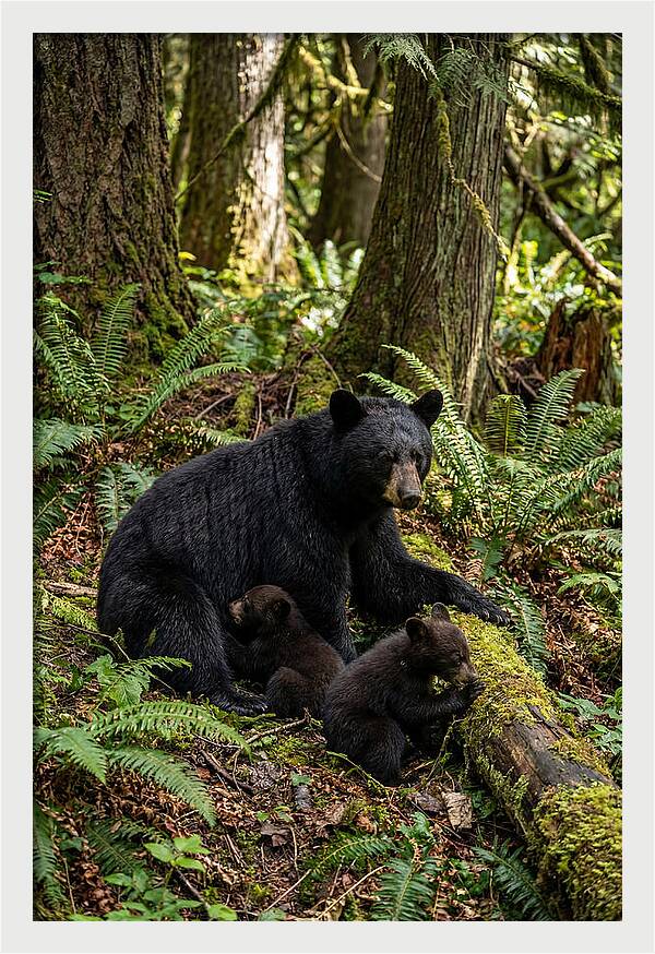 Gentle Giants Of The Forest