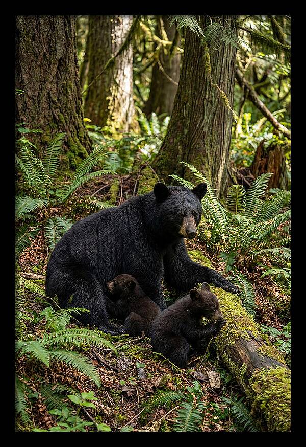 Gentle Giants Of The Forest