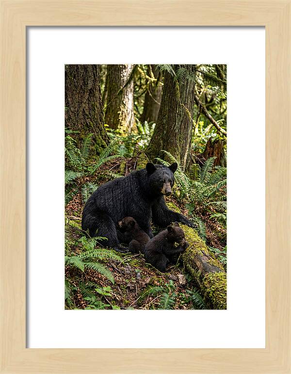 Gentle Giants Of The Forest